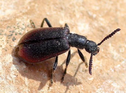 Réf. 242 864 : Chrysolagria viridipennis